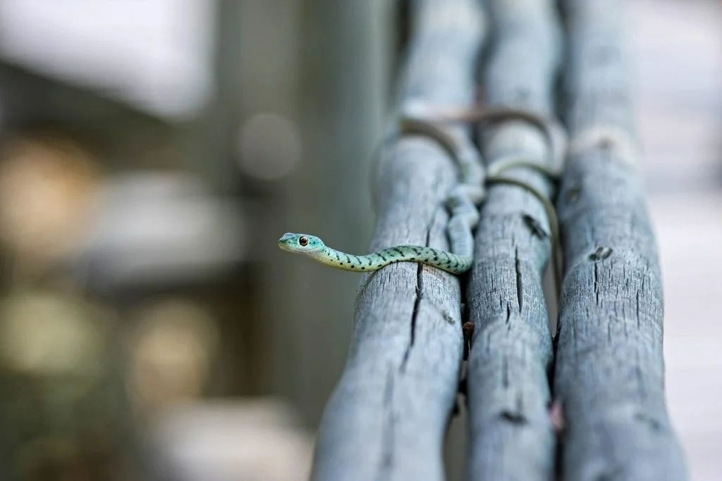 Snake